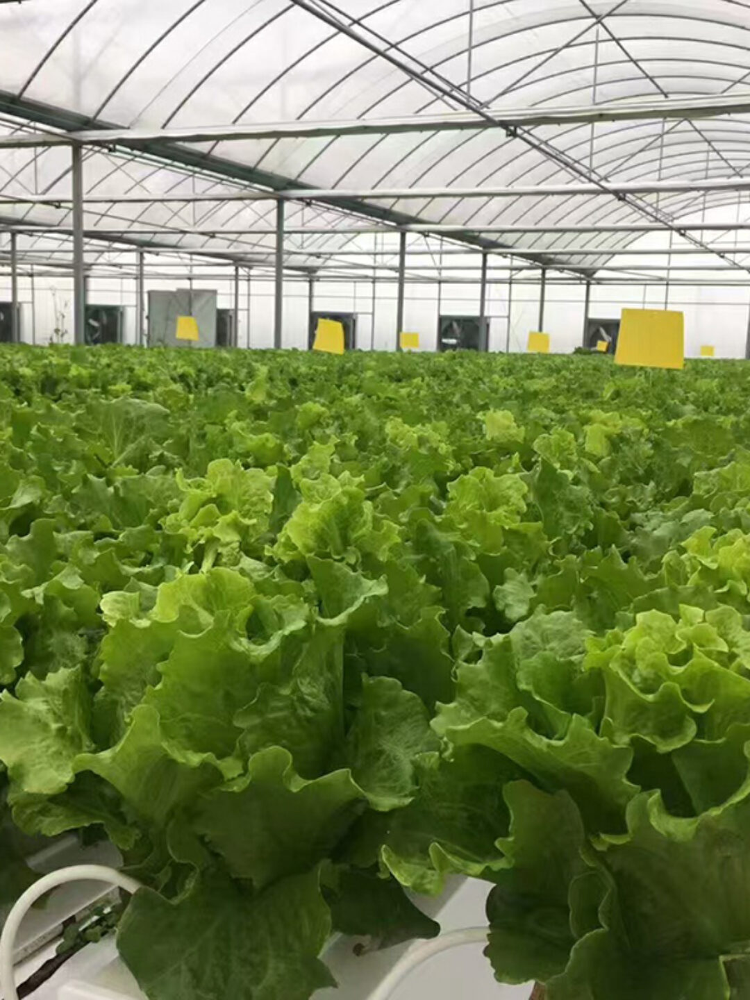 Hydroponic greenhouse that can achieve year-round large-scale production of various crops and adapt to