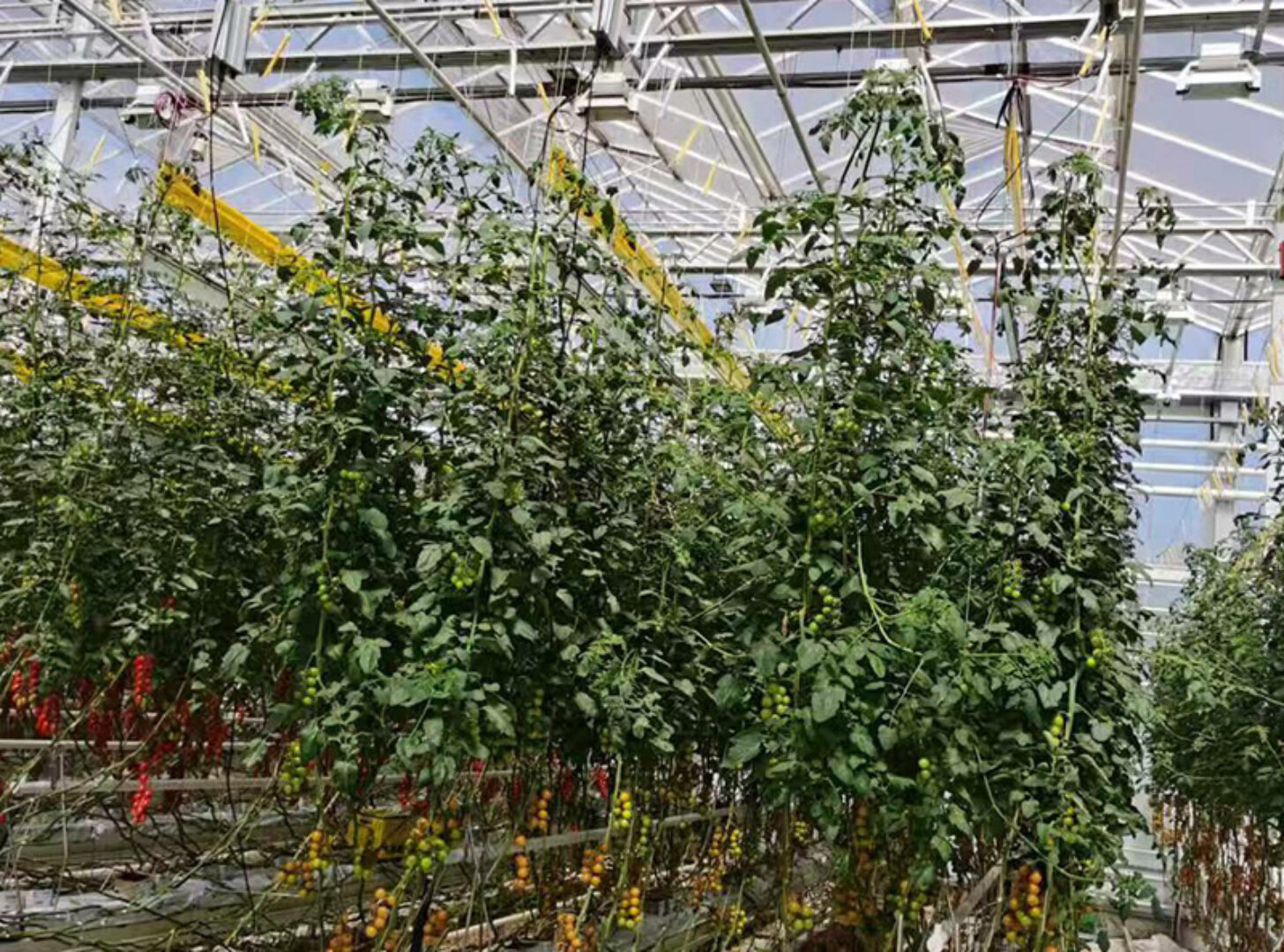 Hydroponic greenhouse that can achieve year-round large-scale production of various crops and adapt to