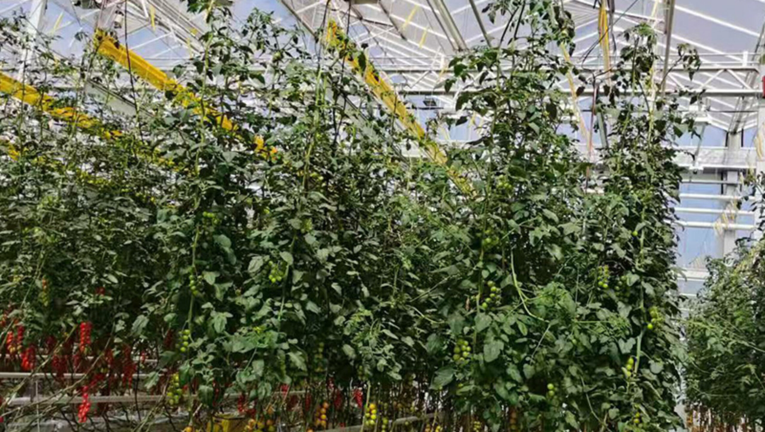 Hydroponic greenhouse that can achieve year-round large-scale production of various crops and adapt to