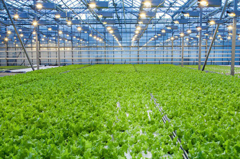 Hydroponic greenhouse that can achieve year-round large-scale production of various crops and adapt to