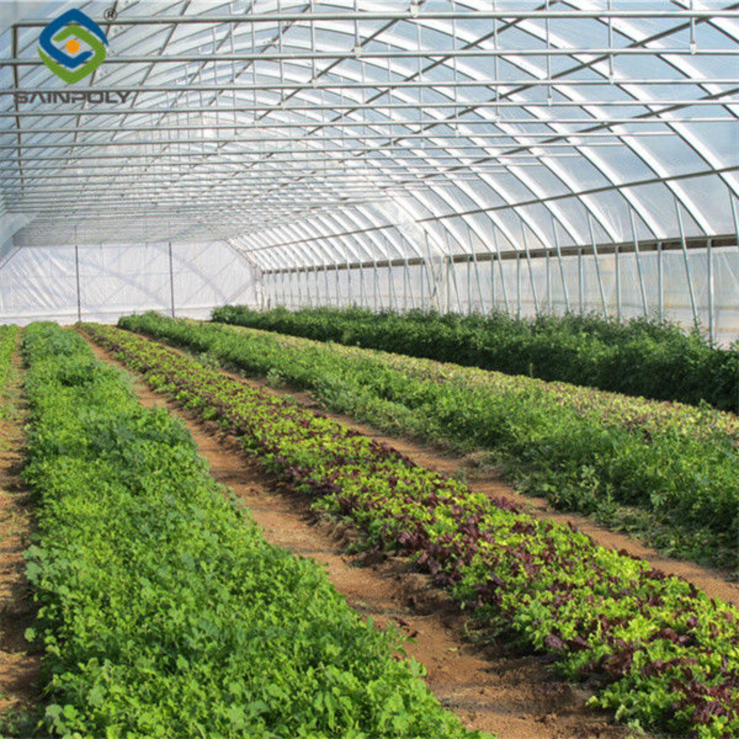 Hydroponic Lettuce Greenhouse Tunnel Green House Customized