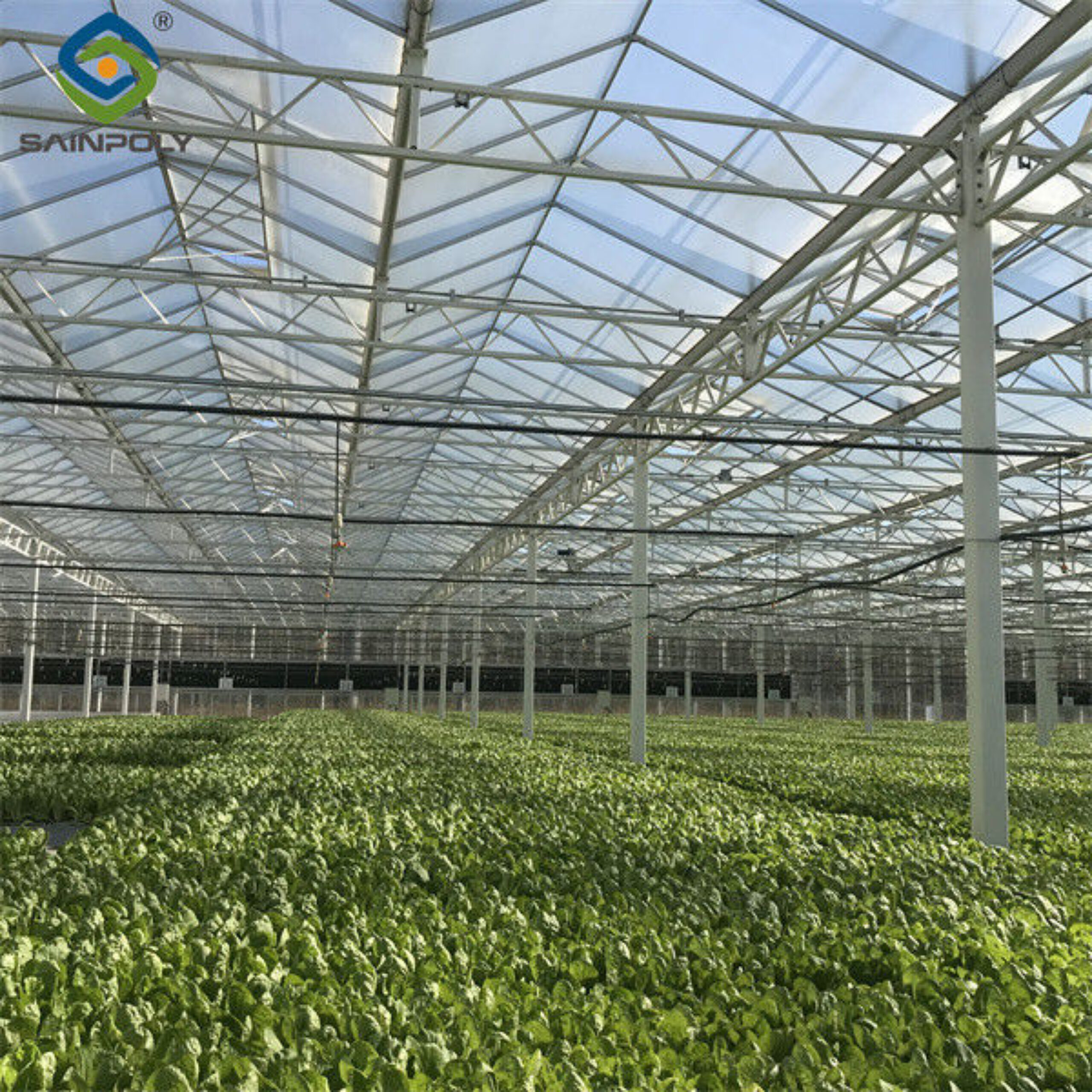 Hydroponic Lettuce Greenhouse Tunnel Green House Customized