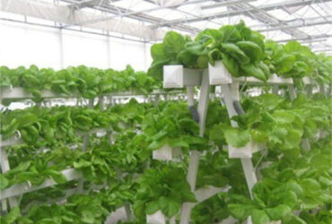 Hydroponic Lettuce Greenhouse Tunnel Green House Customized