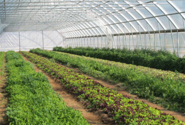 Hydroponic Lettuce Greenhouse Tunnel Green House Customized