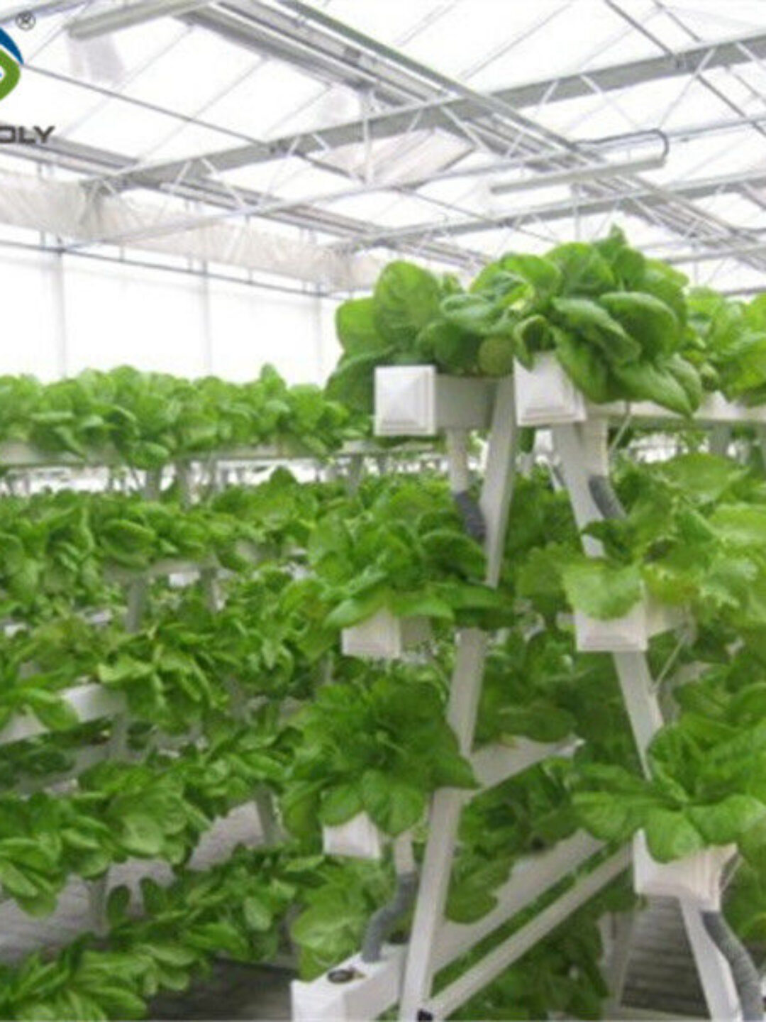 Hydroponic Lettuce Greenhouse Tunnel Green House Customized