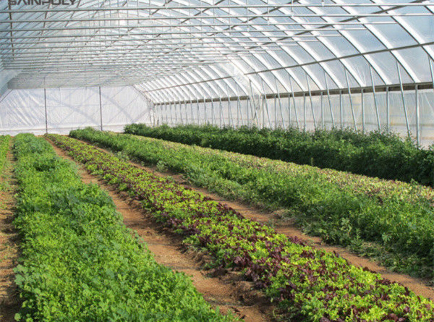 Hydroponic Lettuce Greenhouse Tunnel Green House Customized
