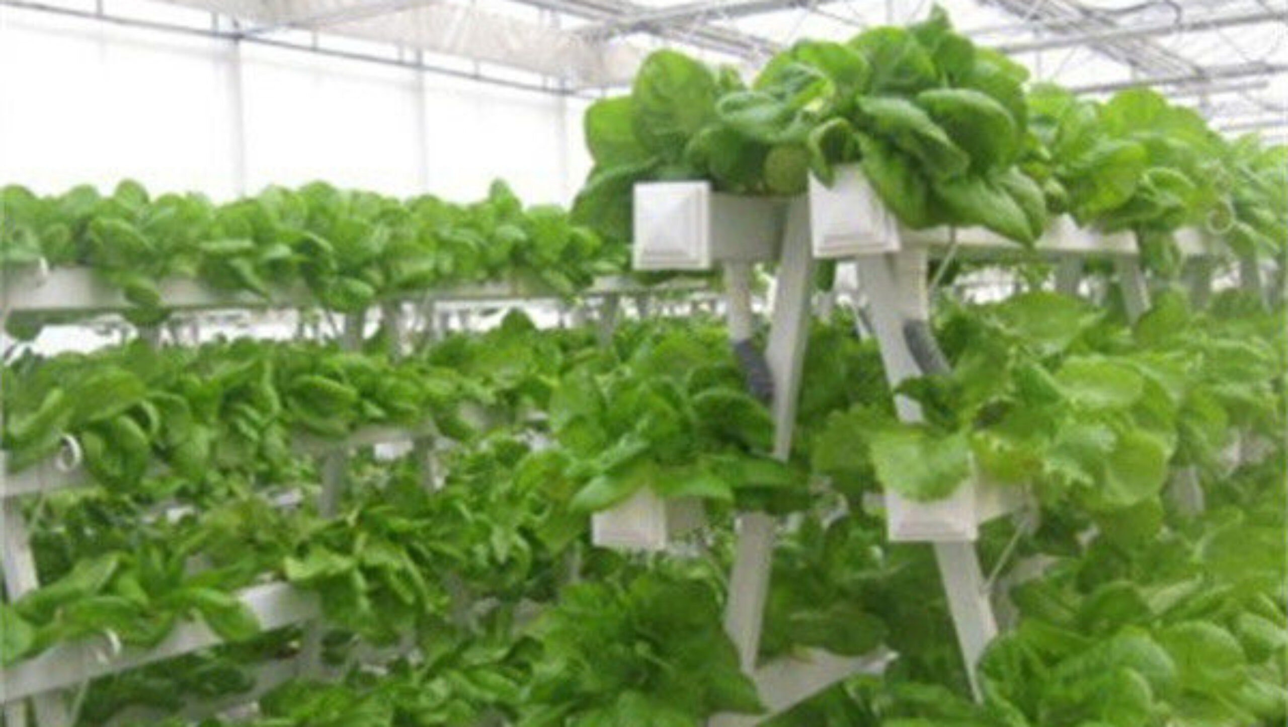 Hydroponic Lettuce Greenhouse Tunnel Green House Customized