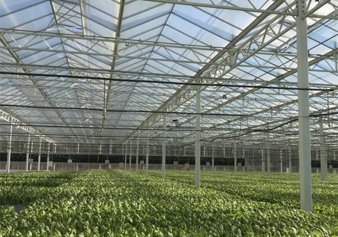 Hydroponic Lettuce Greenhouse Tunnel Green House Customized