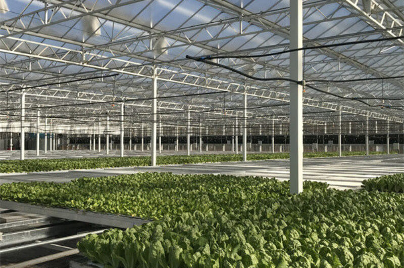 Hydroponic Lettuce Greenhouse Tunnel Green House Customized