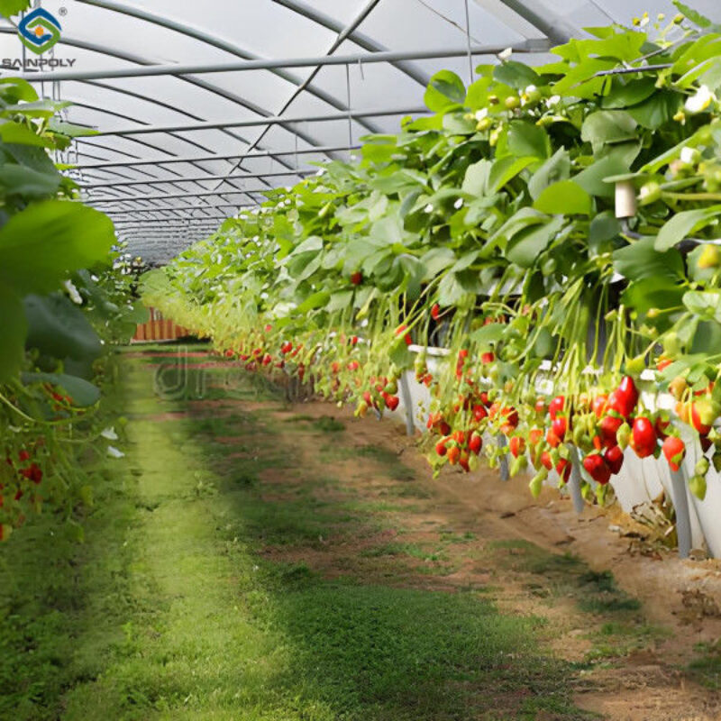 Hydroponic Strawberry Greenhouse With Planting Systems Easily Assembled