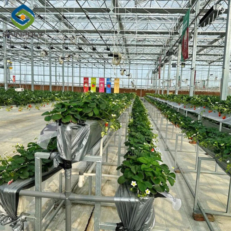 Hydroponic Strawberry Greenhouse With Planting Systems Easily Assembled