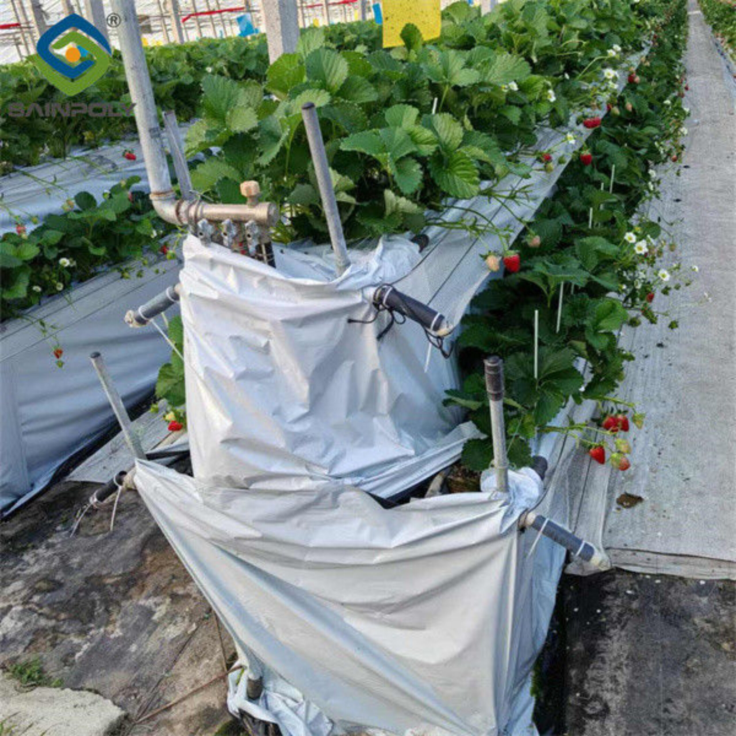 Hydroponic Strawberry Greenhouse With Planting Systems Easily Assembled