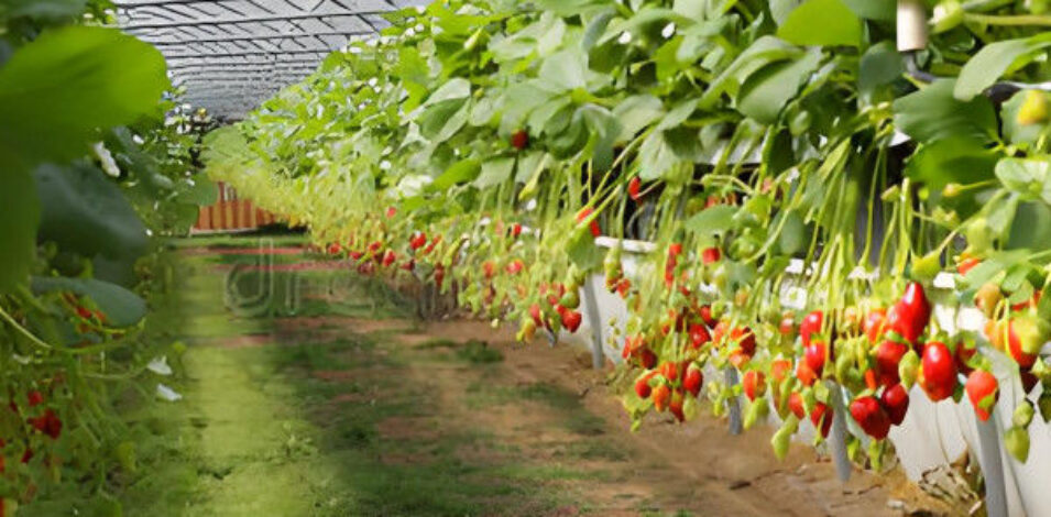 Hydroponic Strawberry Greenhouse With Planting Systems Easily Assembled