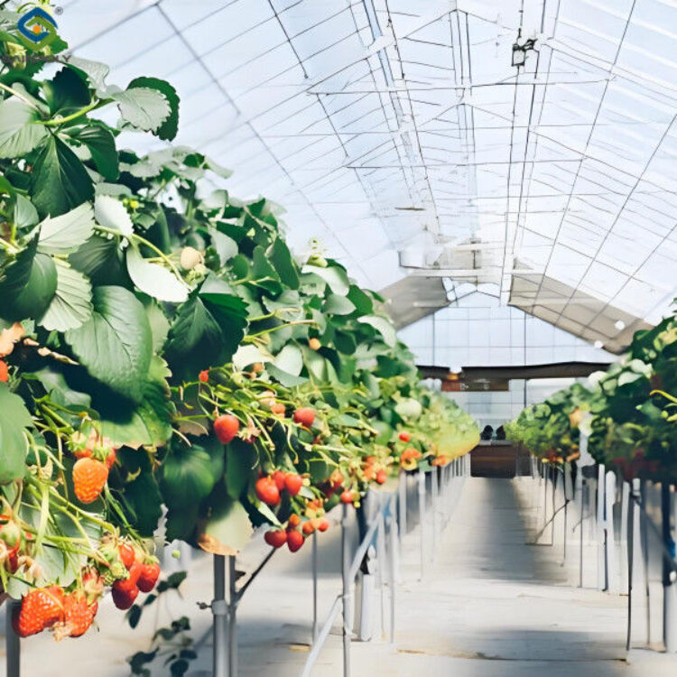 Hydroponic Strawberry Greenhouse With Planting Systems Easily Assembled