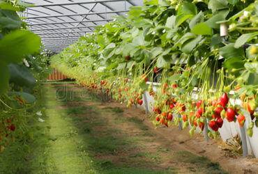 Hydroponic Strawberry Greenhouse With Planting Systems Easily Assembled