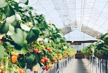 Hydroponic Strawberry Greenhouse With Planting Systems Easily Assembled