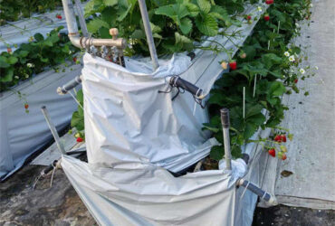 Hydroponic Strawberry Greenhouse With Planting Systems Easily Assembled