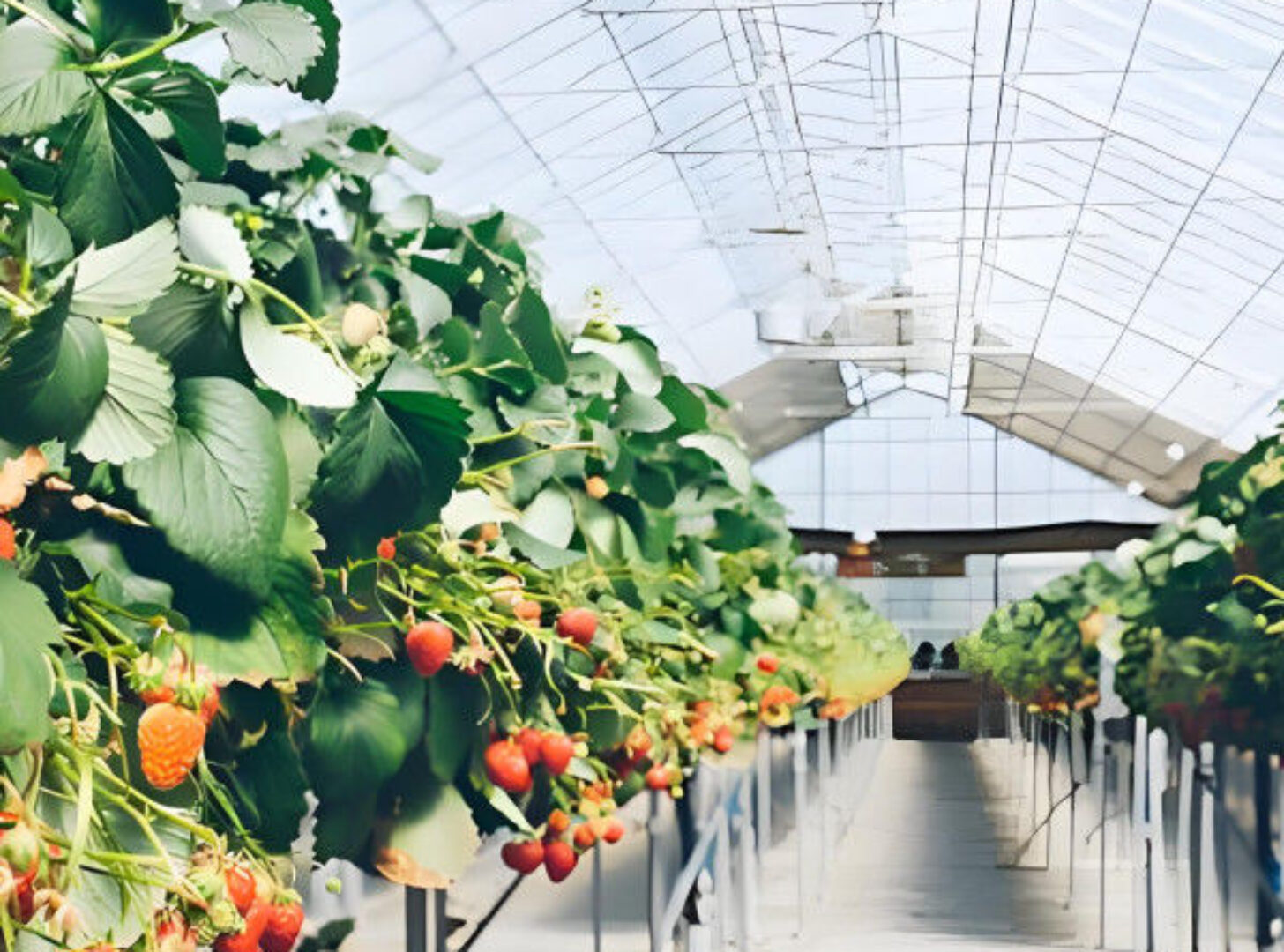 Hydroponic Strawberry Greenhouse With Planting Systems Easily Assembled