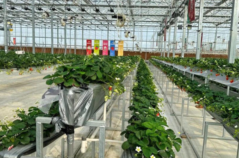 Hydroponic Strawberry Greenhouse With Planting Systems Easily Assembled