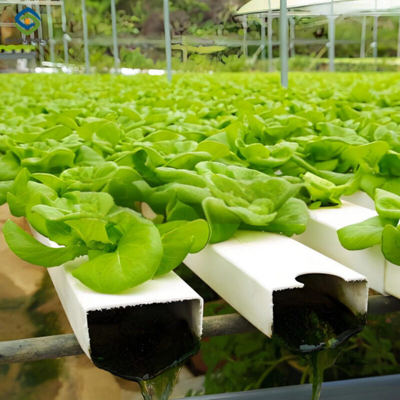 Indoor Multi Span Plastic Film Gothic Arch Greenhouse With PC Sheet