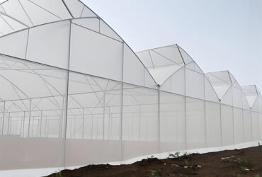 Indoor Multi Span Plastic Film Gothic Arch Greenhouse With PC Sheet