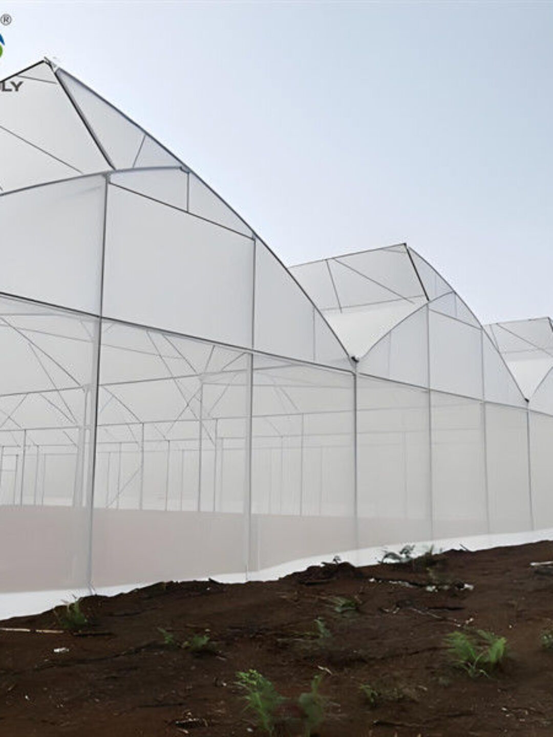Indoor Multi Span Plastic Film Gothic Arch Greenhouse With PC Sheet