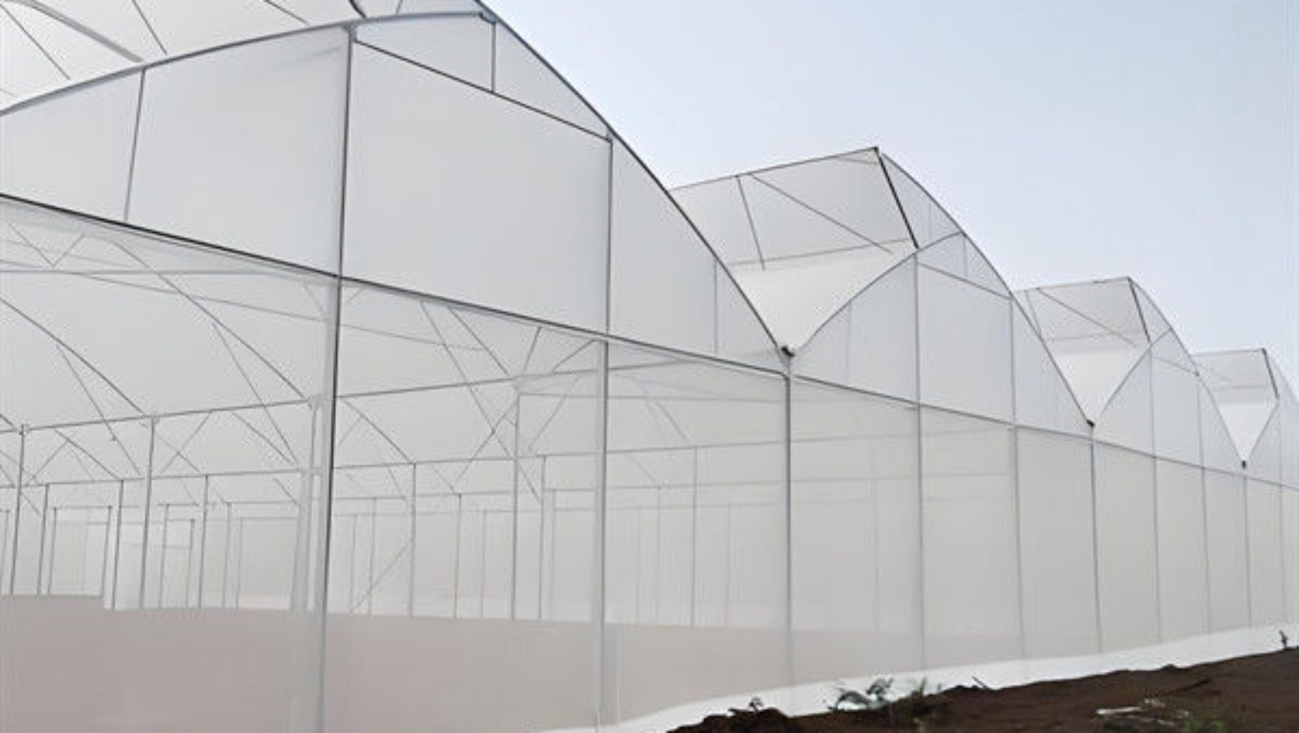 Indoor Multi Span Plastic Film Gothic Arch Greenhouse With PC Sheet