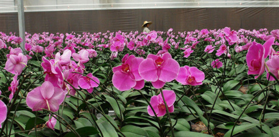 Indoor Outdoor Use Floral Greenhouse Commercial Green Houses Weather Proof