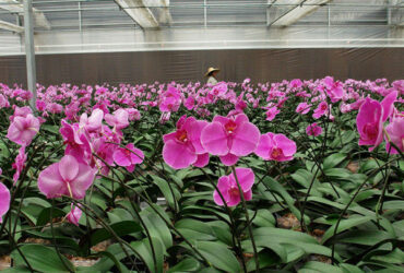 Indoor Outdoor Use Floral Greenhouse Commercial Green Houses Weather Proof
