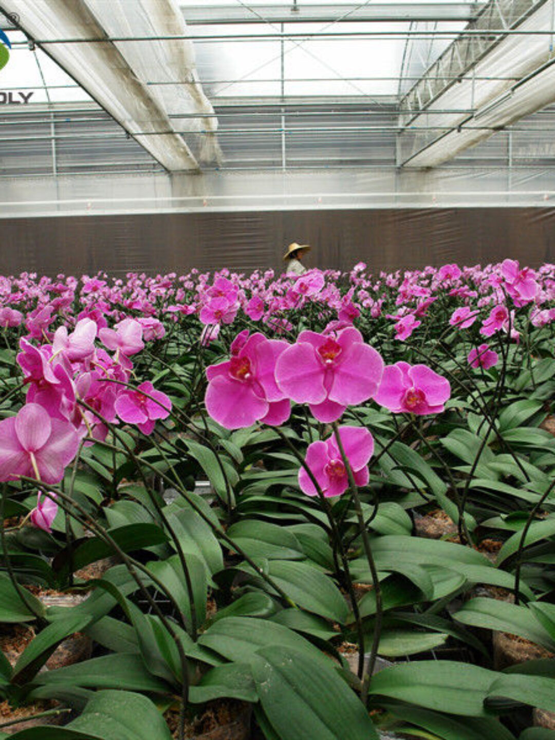 Indoor Outdoor Use Floral Greenhouse Commercial Green Houses Weather Proof