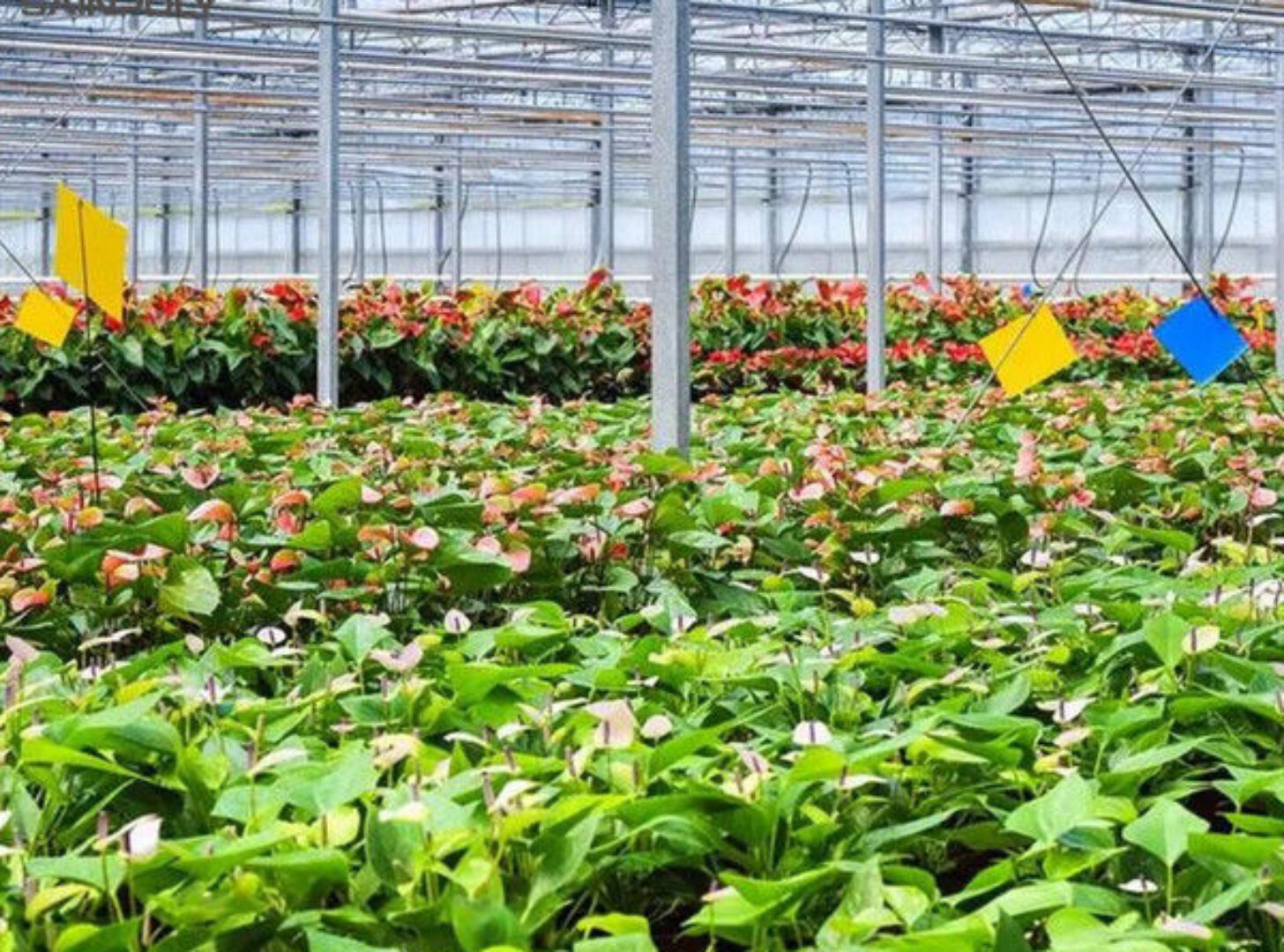 Indoor Outdoor Use Floral Greenhouse Commercial Green Houses Weather Proof