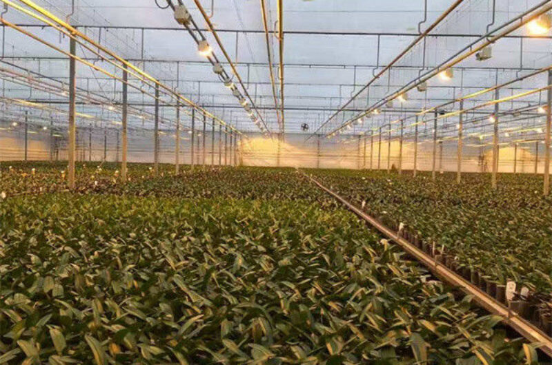 Indoor Outdoor Use Floral Greenhouse Commercial Green Houses Weather Proof