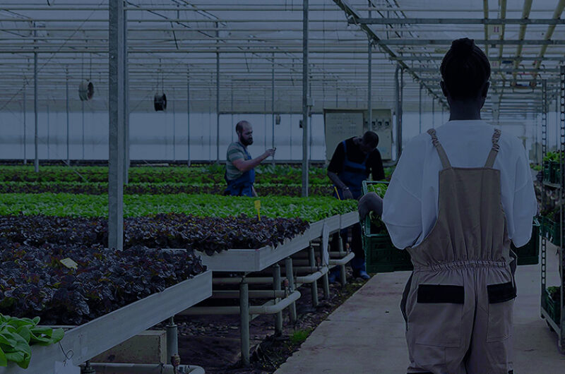 (Industrialized NFT Leafy Vegetable Cultivation) Precise Water & Fertilizer Commercial Multi-Span