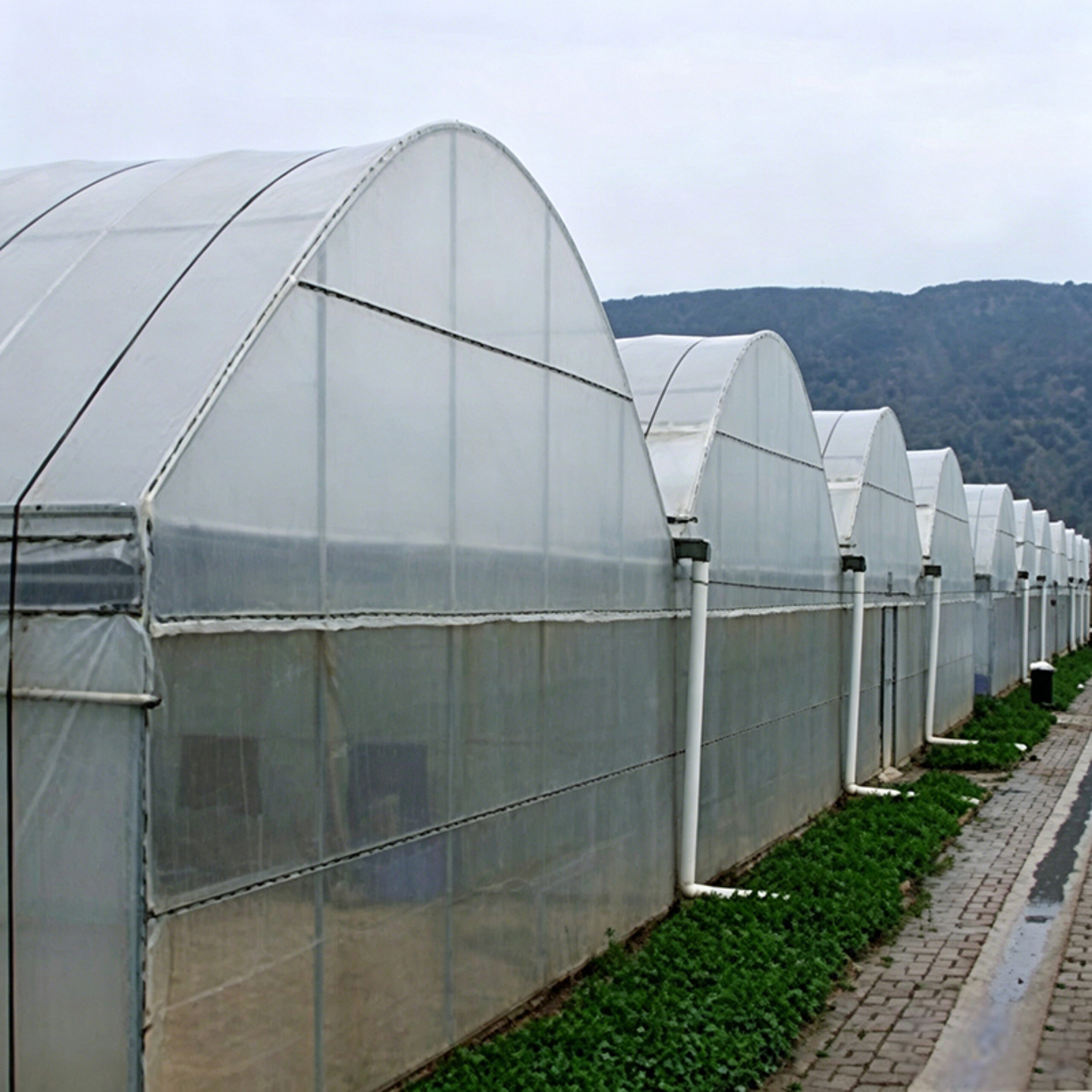 Intelligent Multi-Span Film Greenhouse for Commercial Crops
