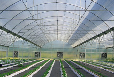 Intelligent Multi-Span Film Greenhouse for Commercial Crops