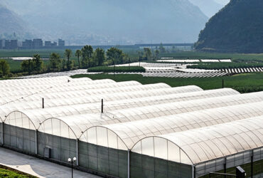 Intelligent Multi-Span Film Greenhouse for Commercial Crops