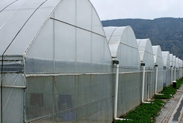 Intelligent Multi-Span Film Greenhouse for Commercial Crops