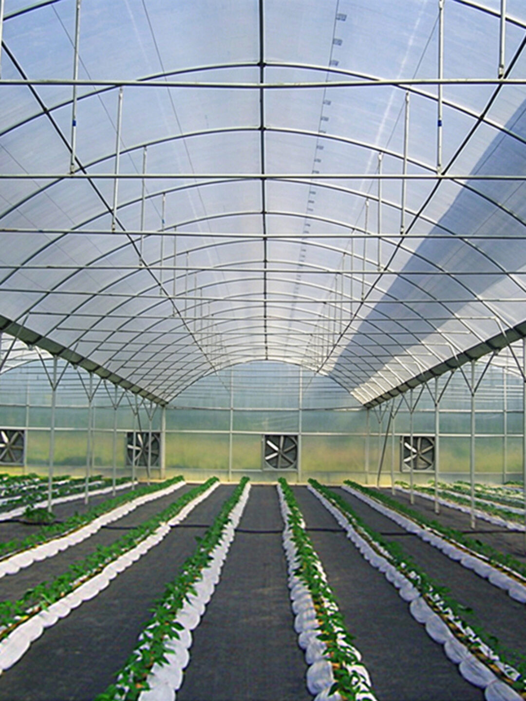 Intelligent Multi-Span Film Greenhouse for Commercial Crops