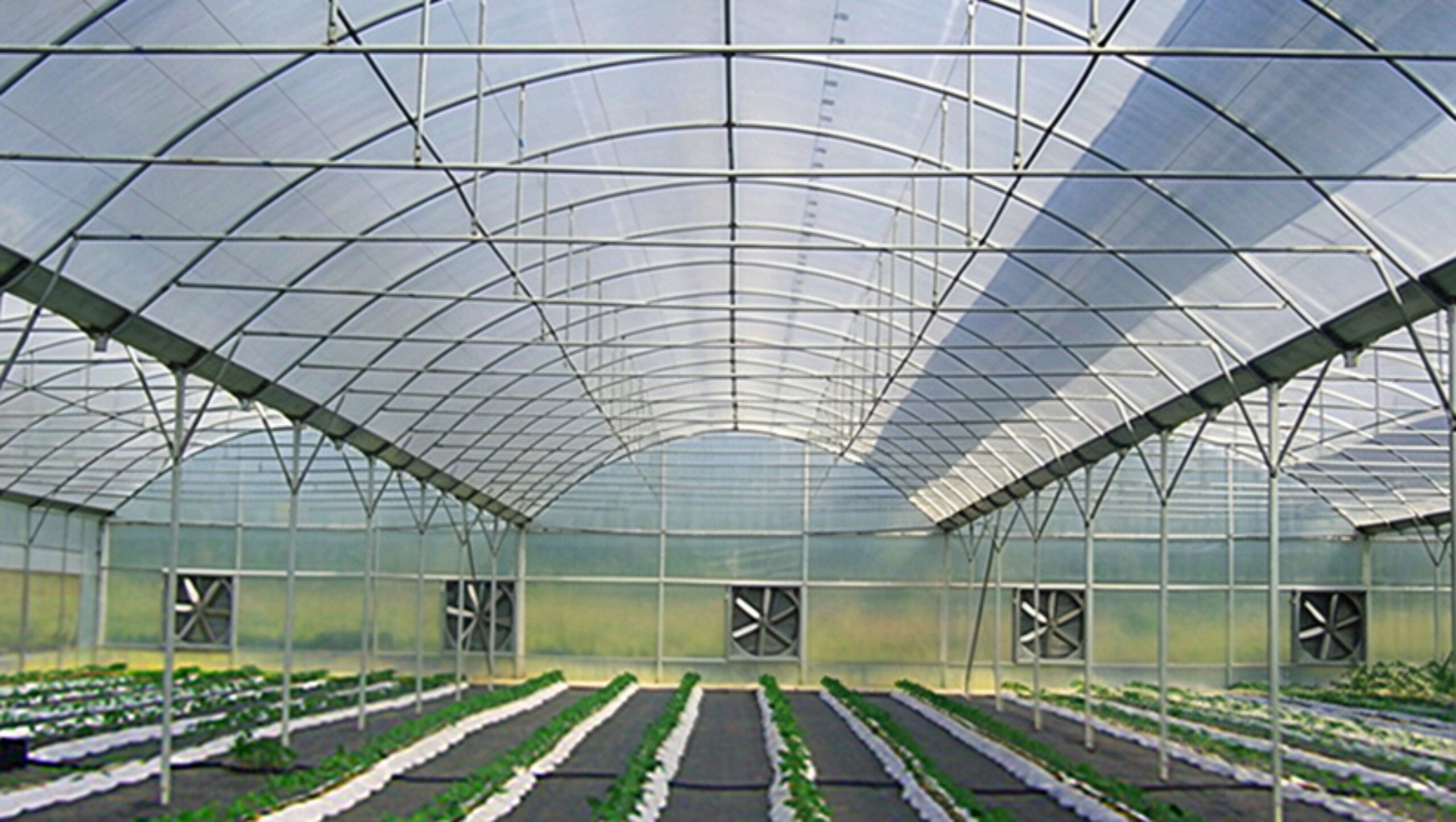 Intelligent Multi-Span Film Greenhouse for Commercial Crops
