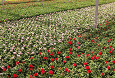 Intelligent Smart Flower Greenhouses With Hydroponic System Rolling Bench Planting Bags