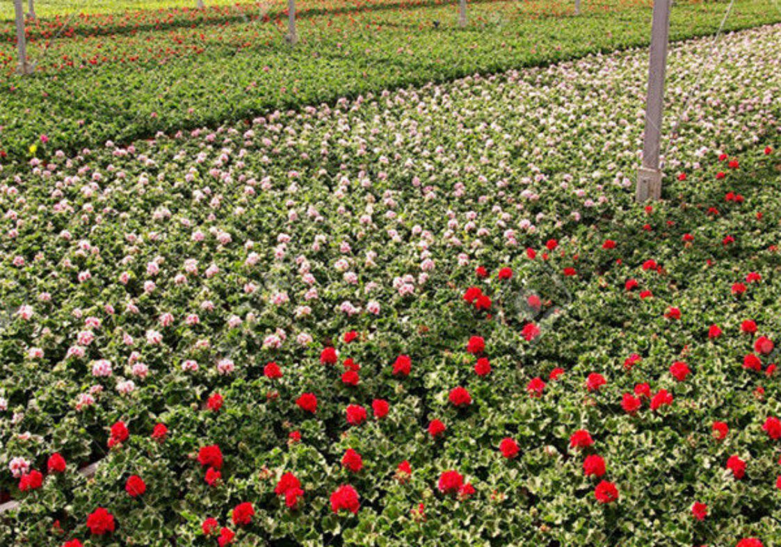 Intelligent Smart Flower Greenhouses With Hydroponic System Rolling Bench Planting Bags