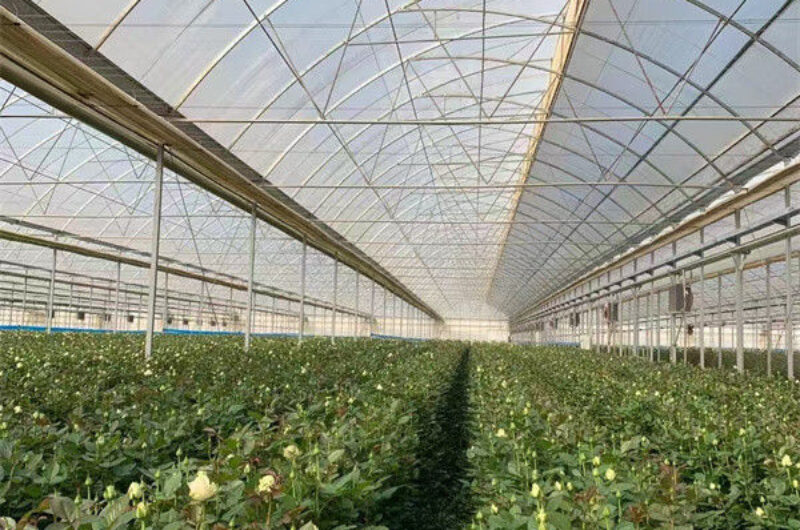 Intelligent Smart Flower Greenhouses With Hydroponic System Rolling Bench Planting Bags