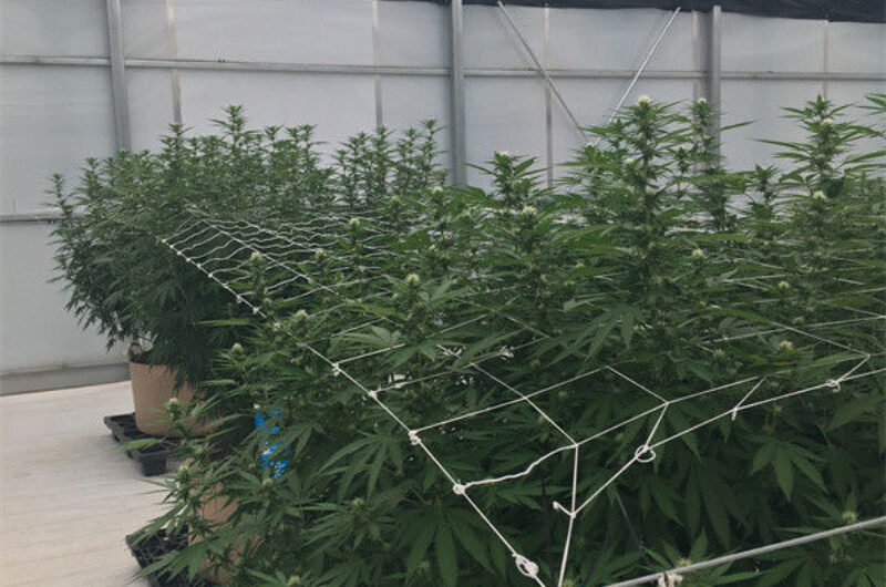 Interior Light Dep Greenhouse With Block Sunshine Systems