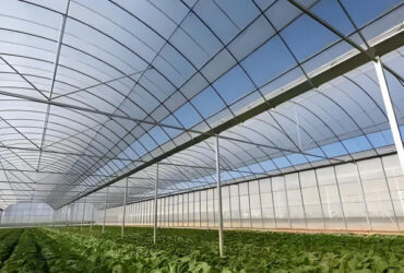 Large Commercial Greenhouse With Hydroponic Growing System