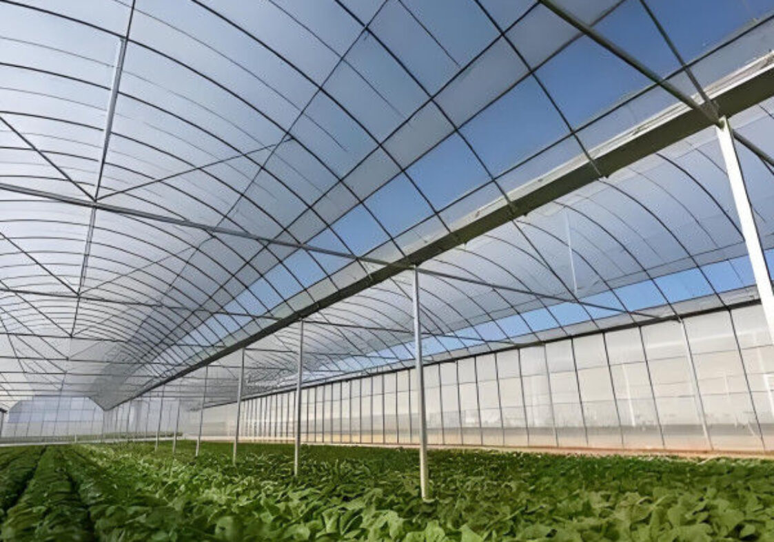 Large Commercial Greenhouse With Hydroponic Growing System