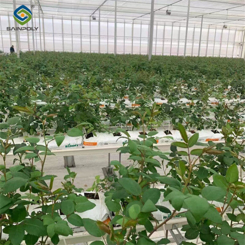 Large Plastic Covering Greenhouse Economical Solution For Agricultural