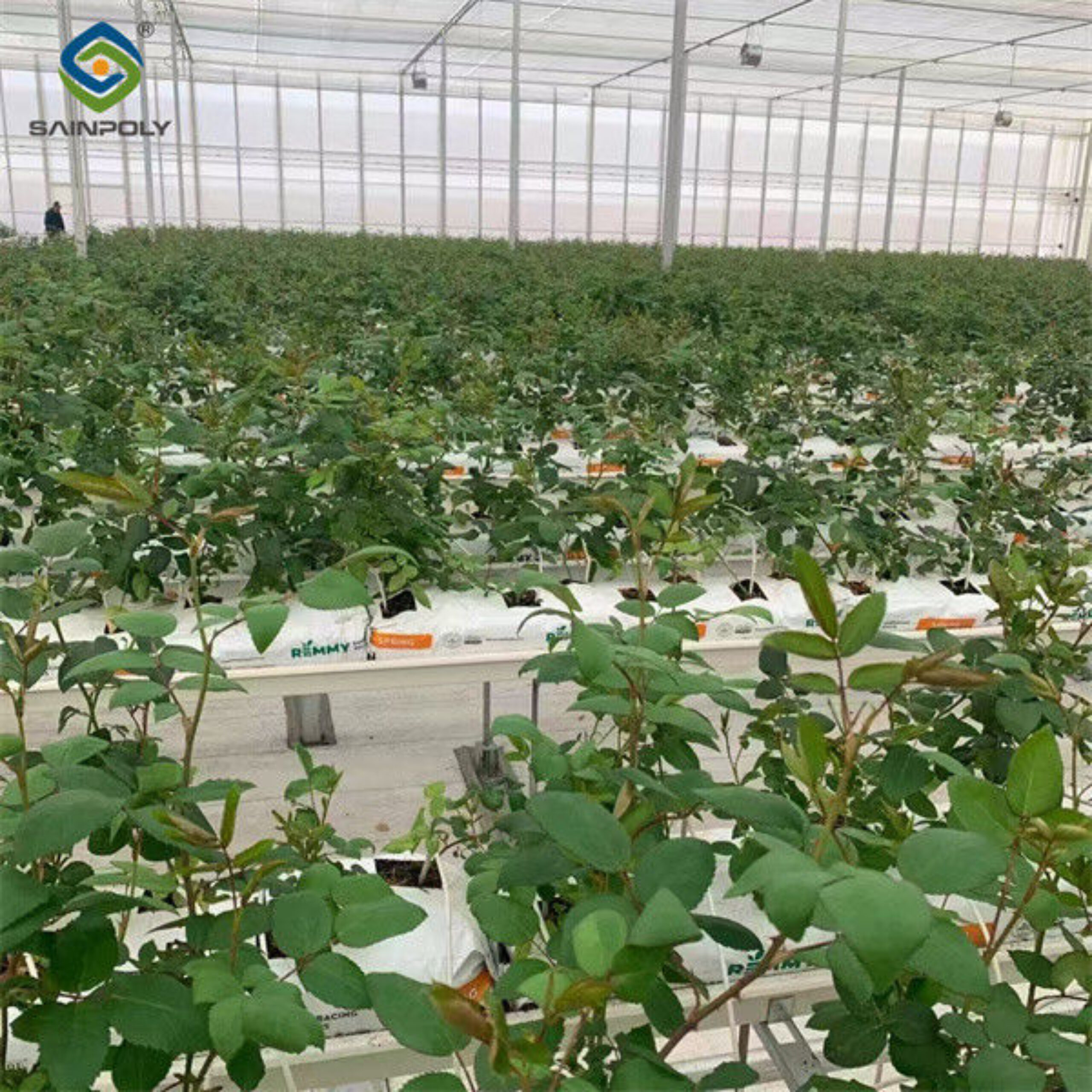 Large Plastic Covering Greenhouse Economical Solution For Agricultural