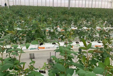 Large Plastic Covering Greenhouse Economical Solution For Agricultural