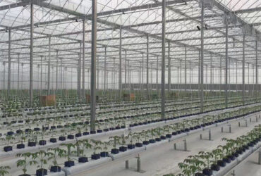 Large Plastic Covering Greenhouse Economical Solution For Agricultural