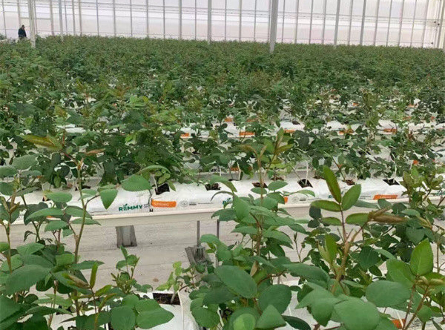 Large Plastic Covering Greenhouse Economical Solution For Agricultural